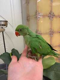 Попугай Ожереловый индийский - зеленый окрас, ручные малыши