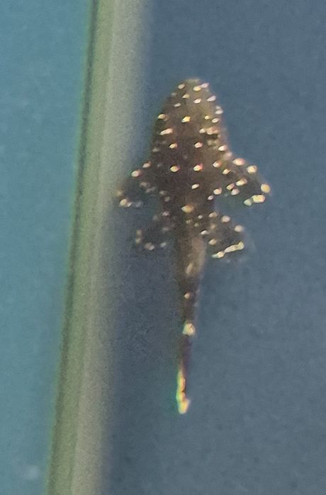 Zbrojnik ancitrus L 183 Kraków ( Swoszowice)