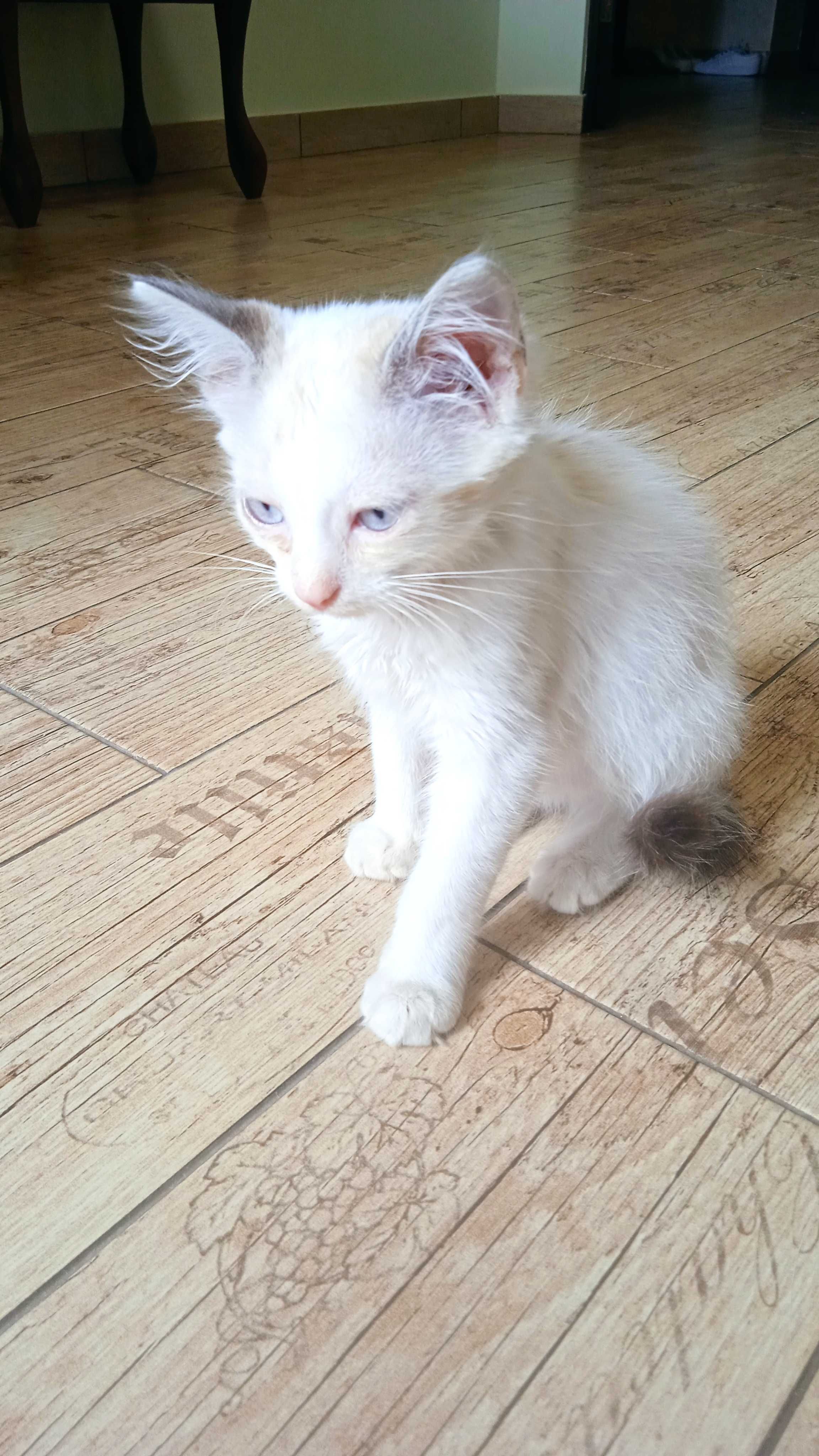 Блакитноокий котик в добрі руки