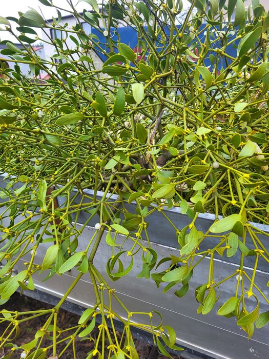 Piękne kule jemioła