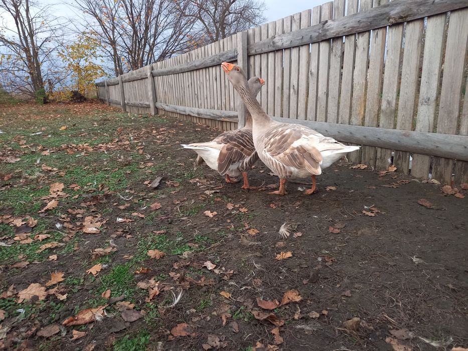 Продам гуси . Тульськи бійцевськи прямоносі.