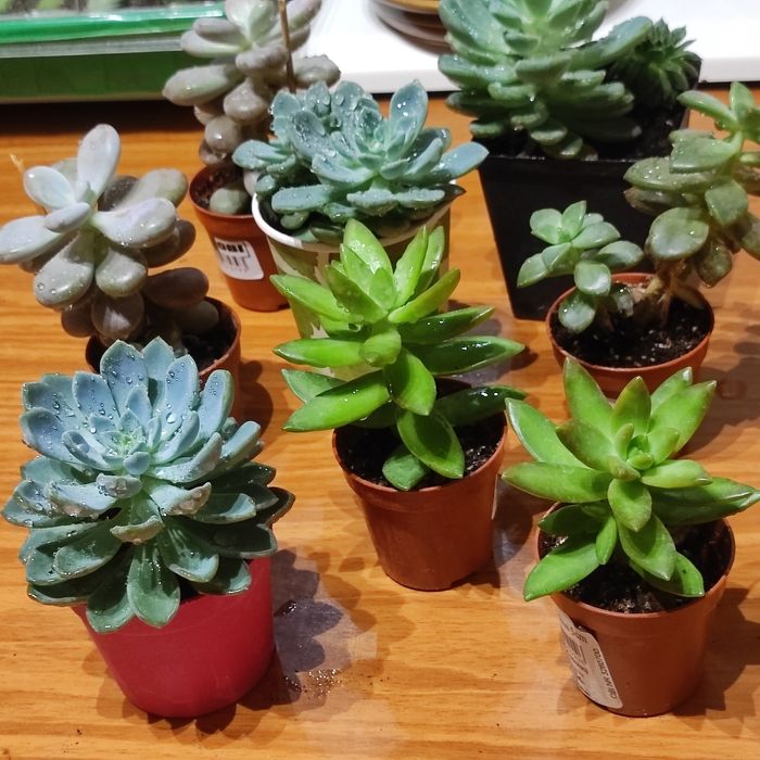 Sukulenty/Rojniki różne rodzaje