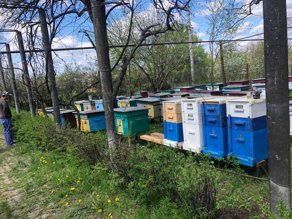 Вулики 8 рамкові (Паливоди)