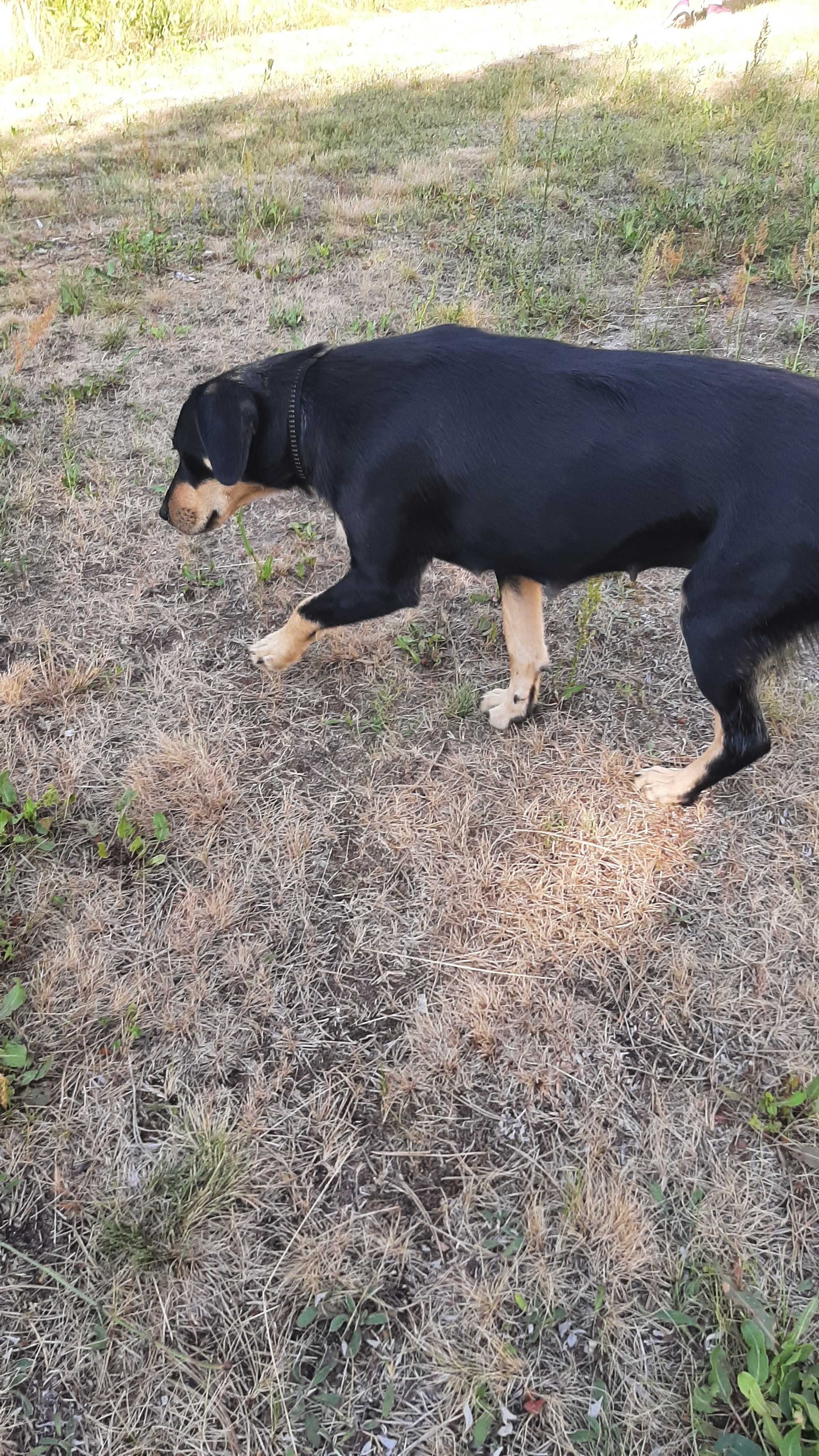 Cudowna , spokojna Sara do adopcji