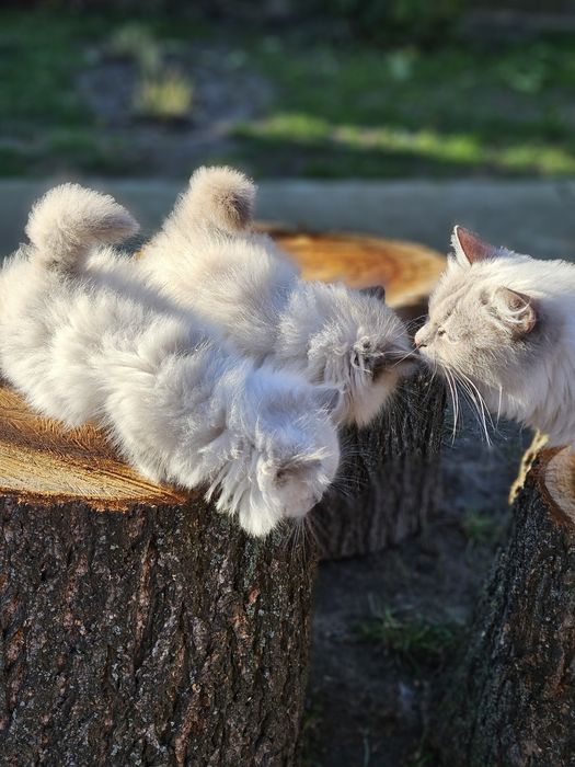 Котята невской маскарадной