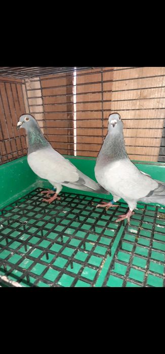 Sprzedam gołębie