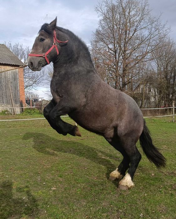 Sprzedam ogier zimnokrwisty