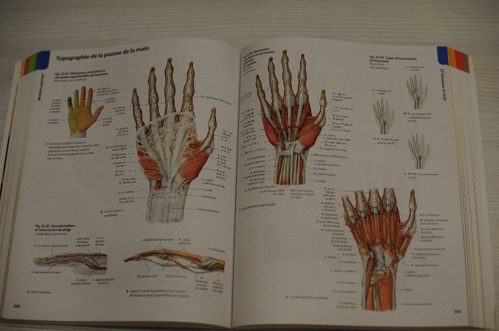 Атлас анатомии человека на французском atlas d'anatomie MALOINE 2010