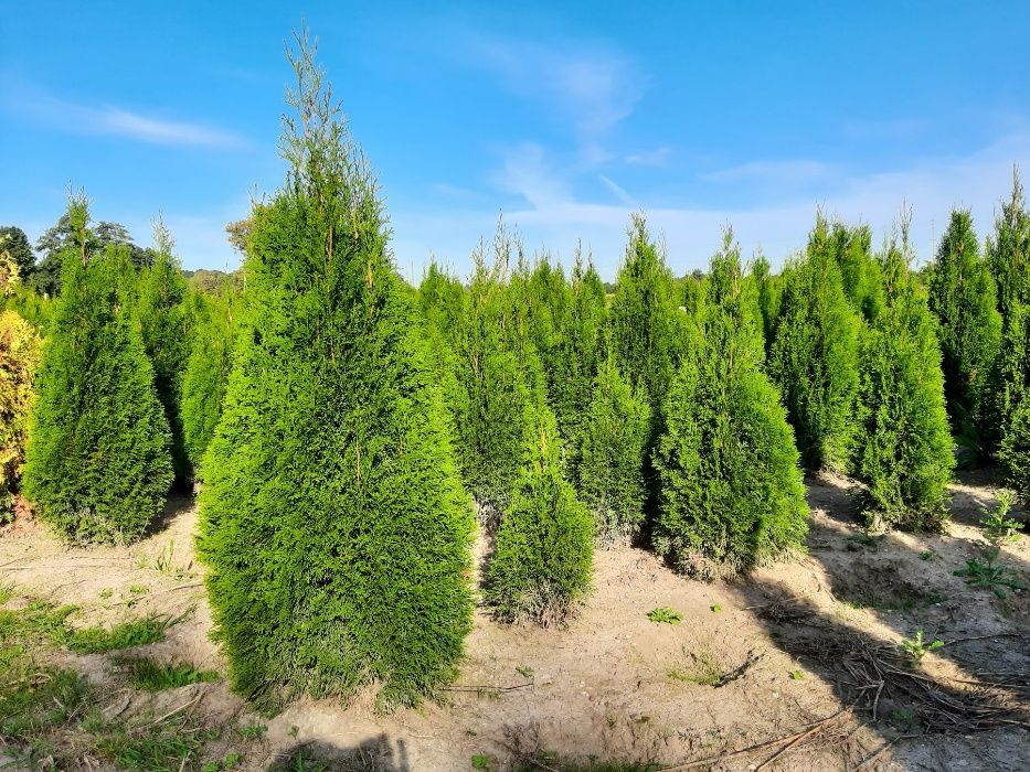 Thuja Smaragd 160,180,200,220cm! Tuja Szmaragd, sadzenie! Tuje! dowóz!