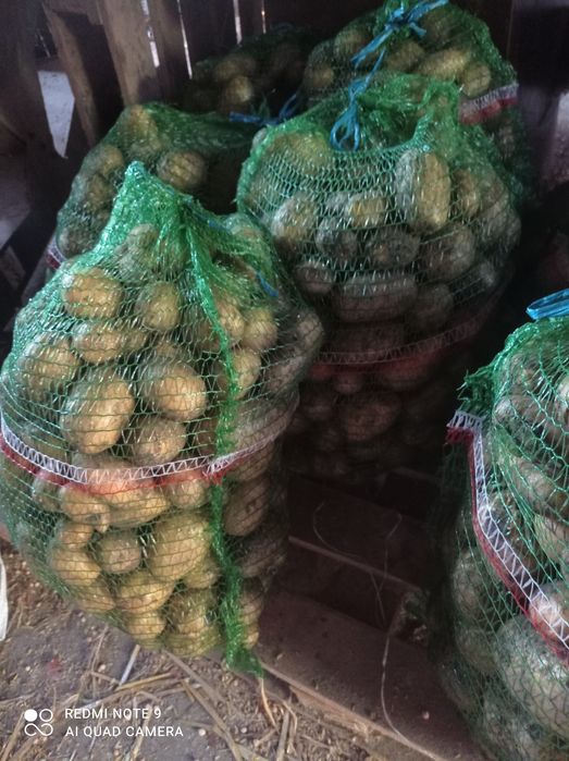 Ziemniaki Lily  15kg możliwy dowóz lub paczkomat