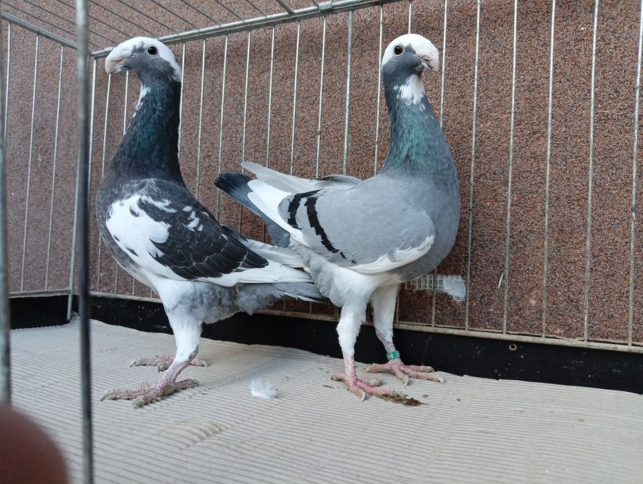 Para Niemiecki wystawowy z 2025r