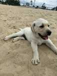 Piesek szczeniak labrador