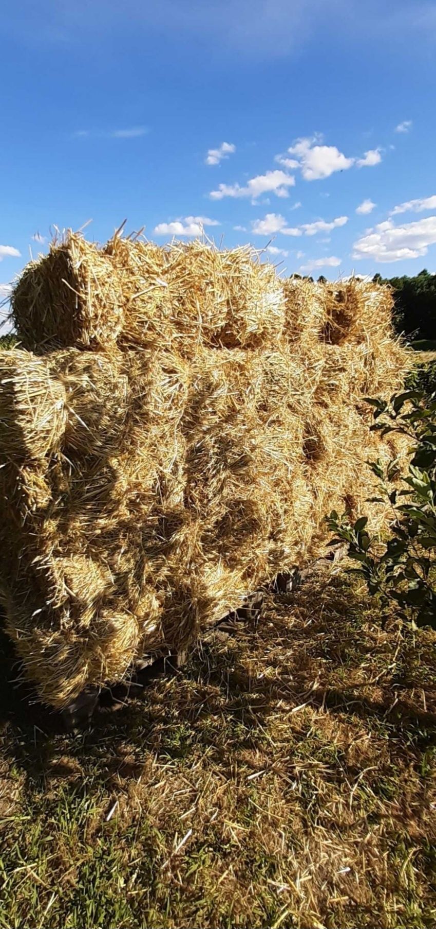 Продам солома пшенична в тюках