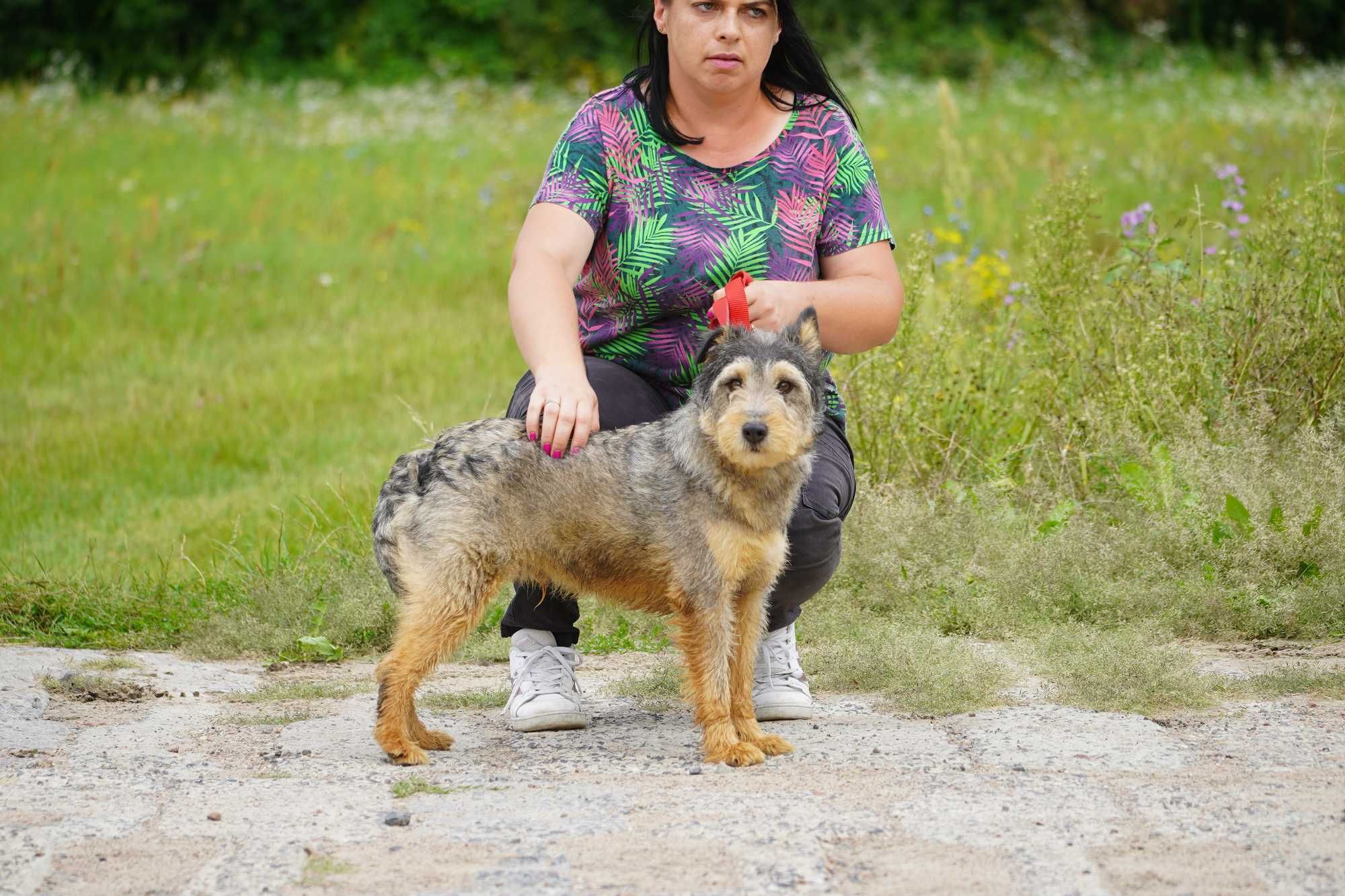 Denar - wspaniały pies szuka domu