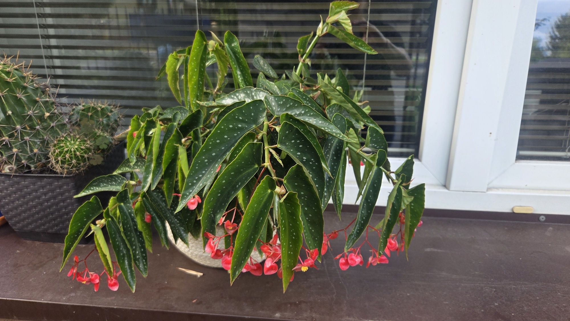 Begonia Tamaya Warszawa maculata