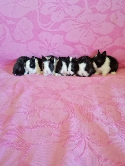 Króliczki karzełki Teddy, Lewki, gładkie