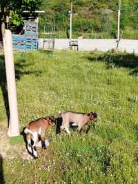 Cabras anãs/micro anãs macho