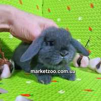 Карликовий міні кролик висловухий баранчик mini lop блакитний голубой