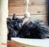 Śliczne kocurki Maine Coon FPL