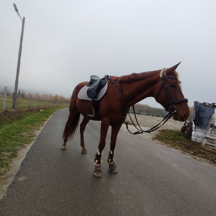 Pilna sprzedaż wałach Małopolski