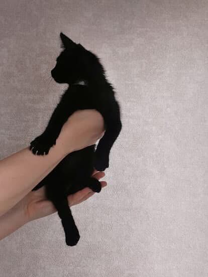 Черные котята бесплатно