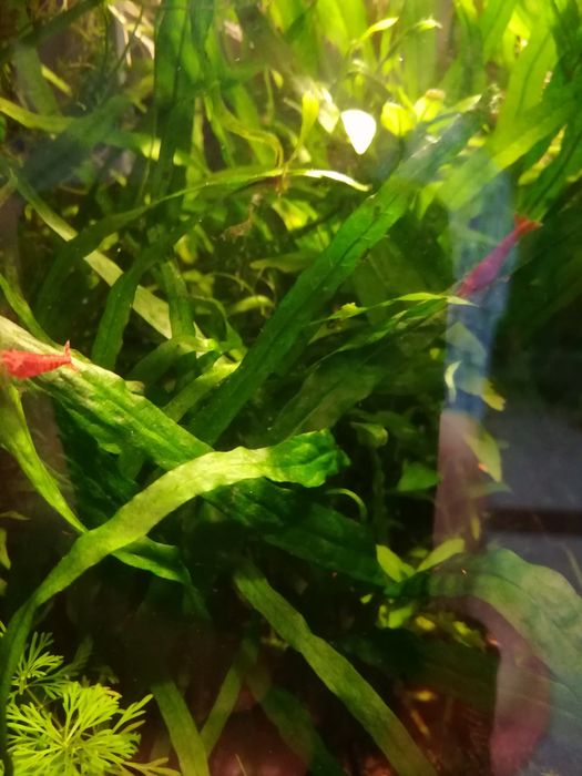 Roślina akwariowa Microsorium Narrow