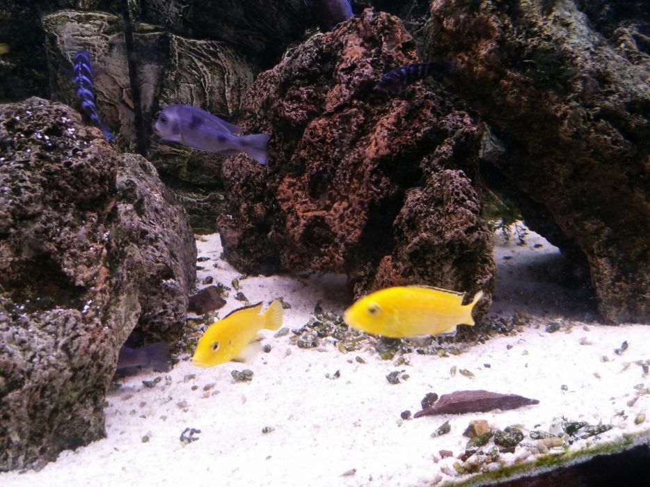 Labidochromis Yellow. Pyszczak yellow