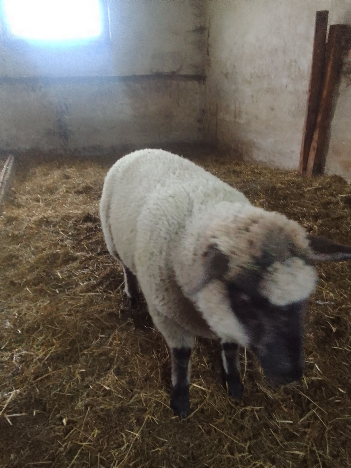 Baranek Shaun tryk