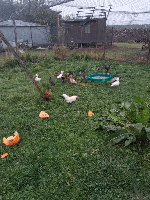 Kury ozdobne, sprzedam