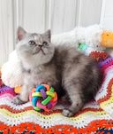 Дівчинка плюшеве кошеня