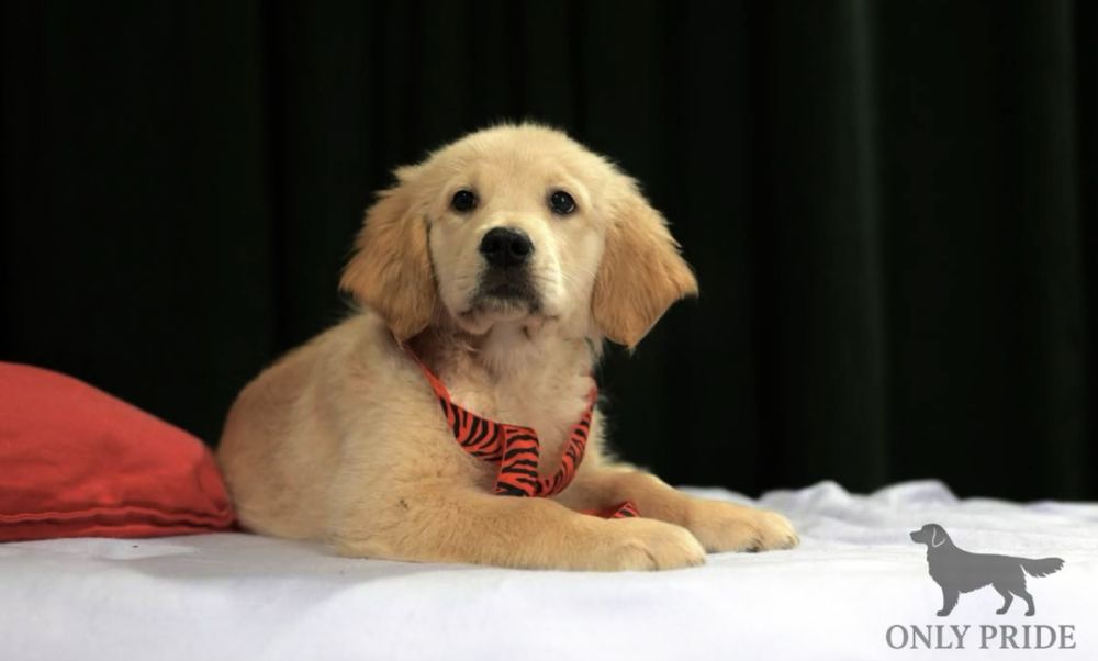 Золотисті ретривери