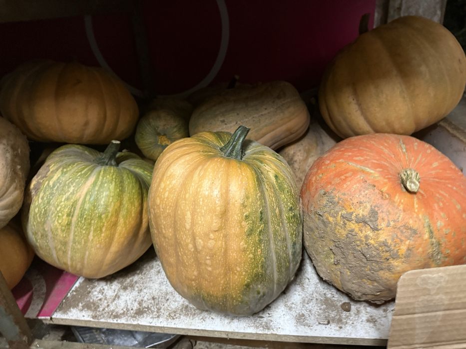 Aboboras menina varios tamanhos