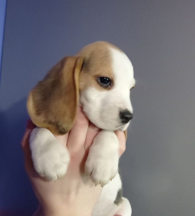 Біглюшки 2,5 місяці