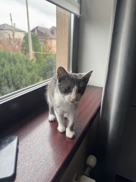 Віддам кошеня в добря руки