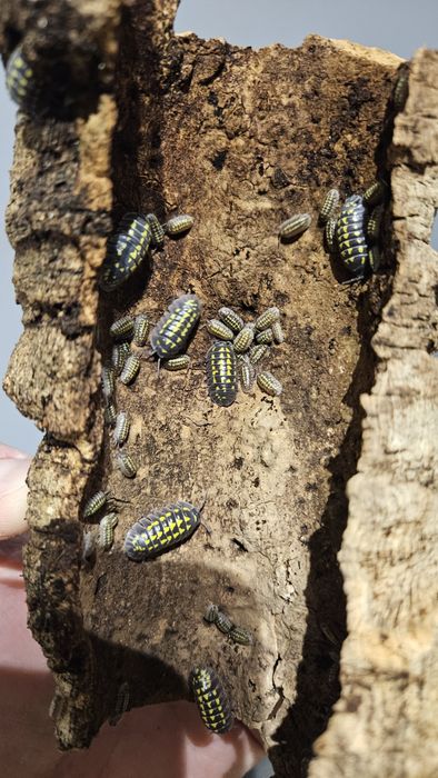 Isopody Armadillidium Gestroi - ekipa sprzątająca