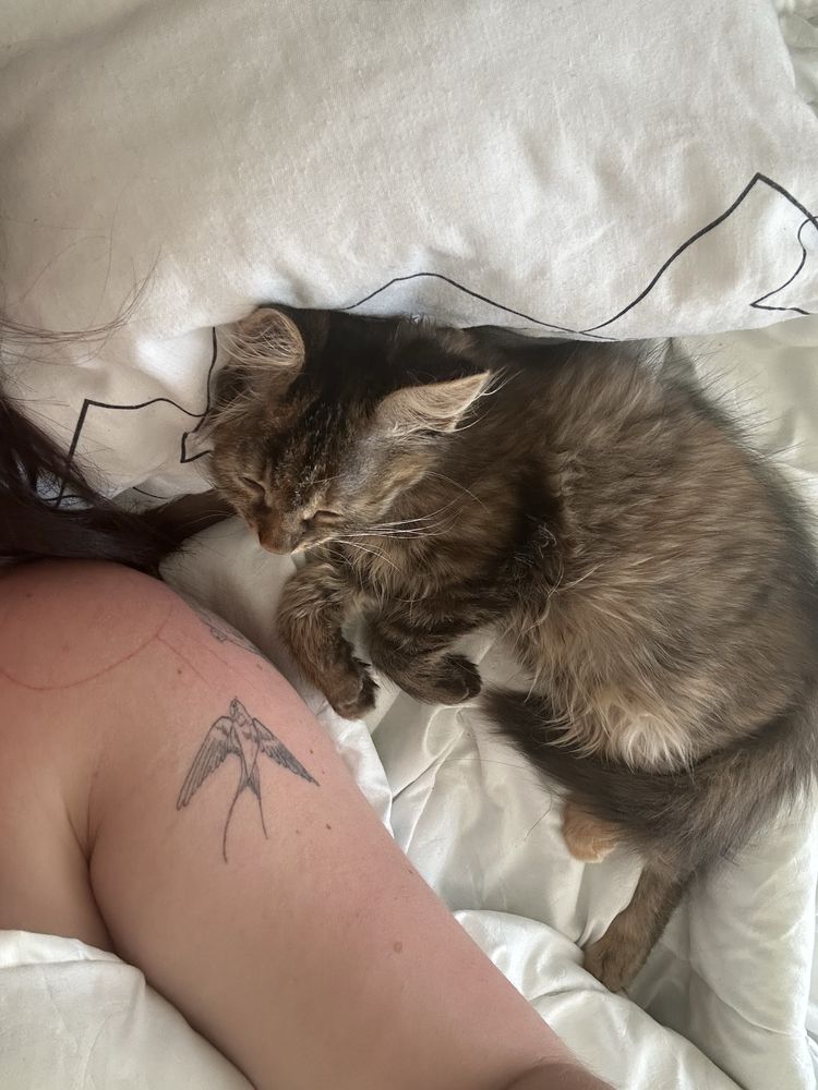 Отдам котенка девочку