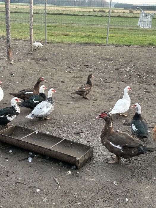 Kaczki  francuskie mlode i stare