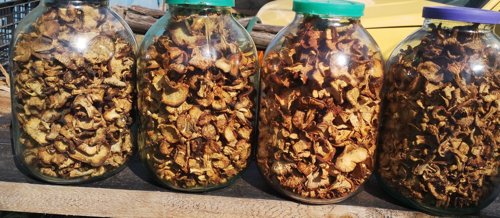 Сушёные грибы лисички