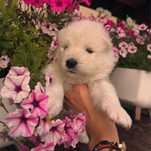 Piękna suczka Samojed/Samoyed