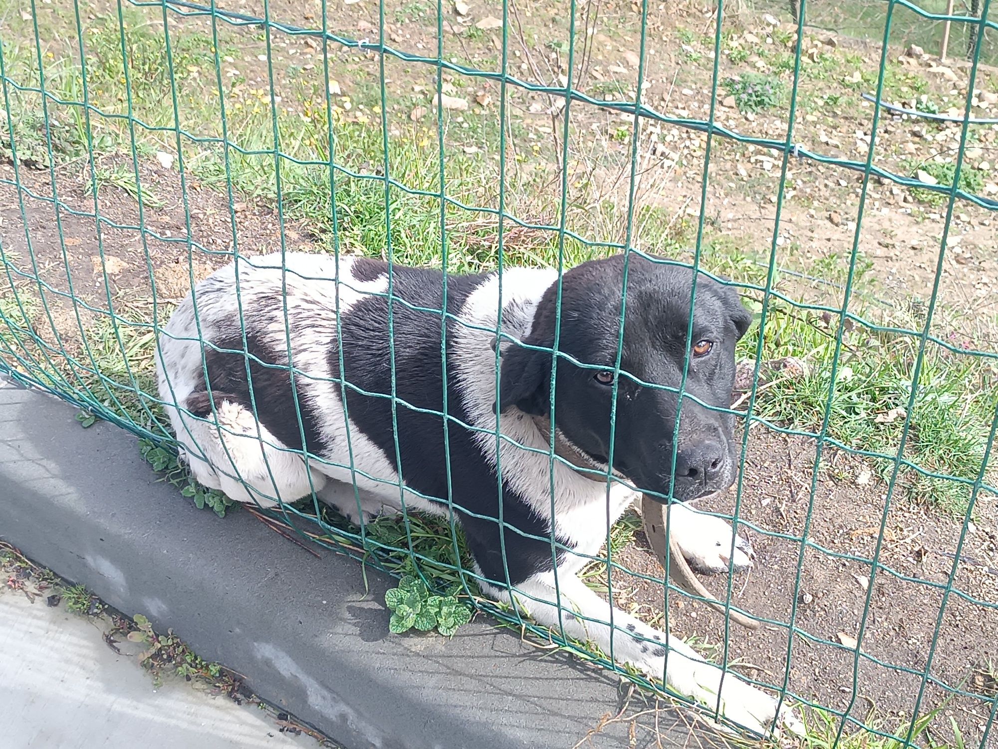 Cão para adopção