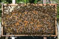 Пчелосемьи,отводки