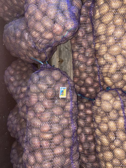 Продам посадкову картоплю.