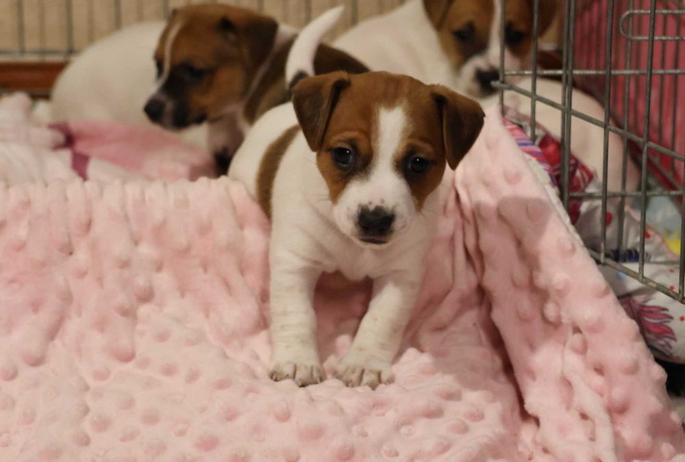 Urocza suczka Jack Russell Terrier z hodowli "BREFIO" /bad. genetyczne