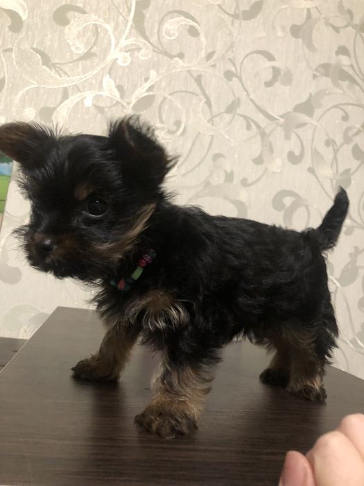 Міні йоркширський терєр