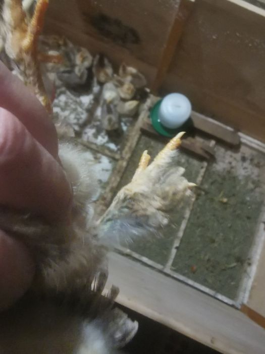 Pintos brahmas para trocar de lar