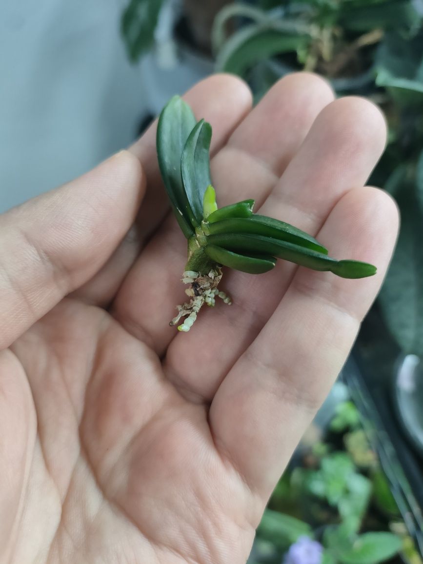 Stereochilus erinaceus міні орхідейка, ароматна