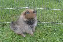 Szpic miniaturowy pomeranian