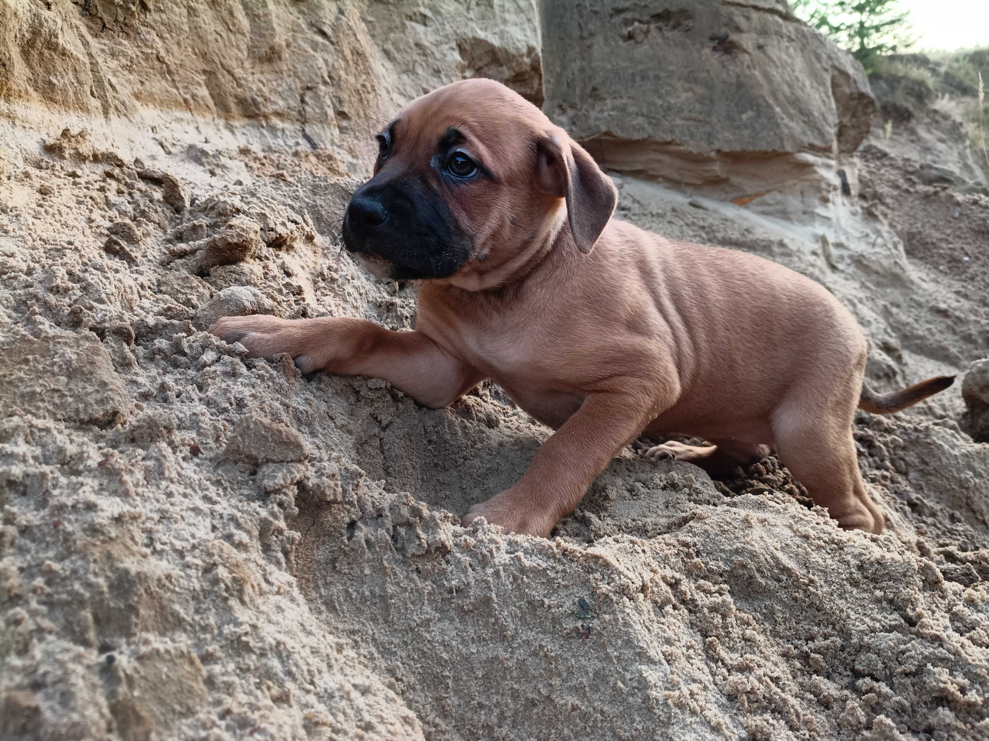 Amstaff spokojna suczka