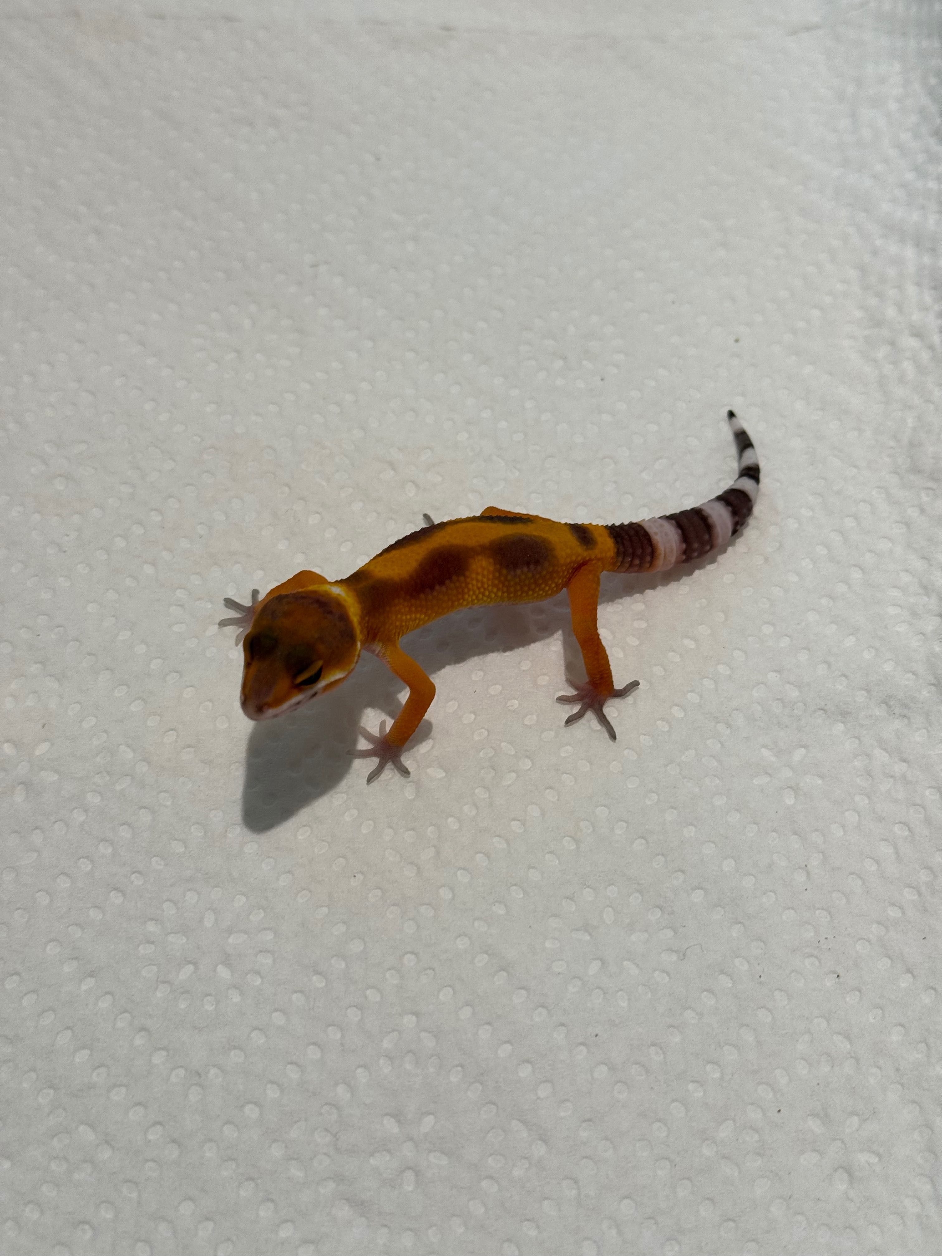 Gekon lamparci nr 13 - sklep terrarystyczny WARSZAWA ANIMALE