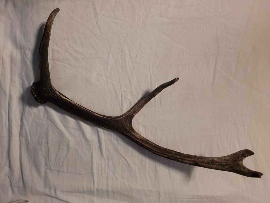 Poroże, długość 55cm